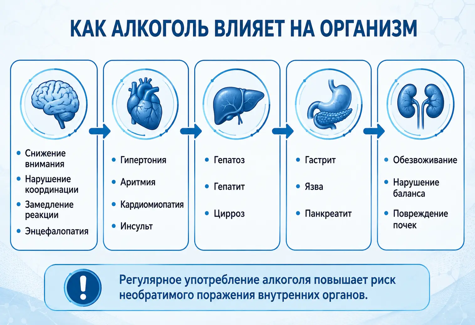 Инфографика объясняет, как алкоголь влияет на организм и внутренние органы